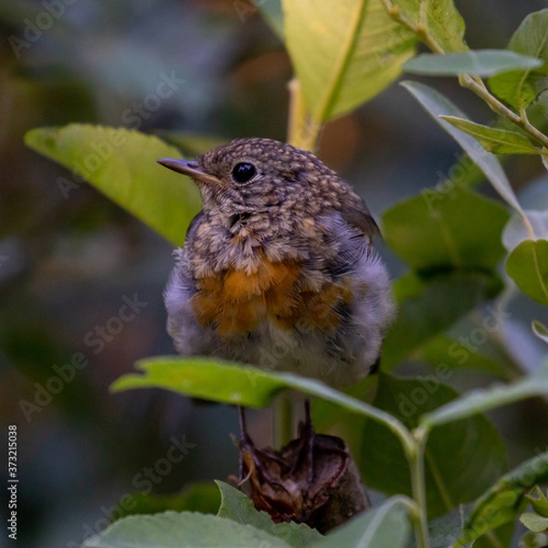Obraz redbreast on a branch