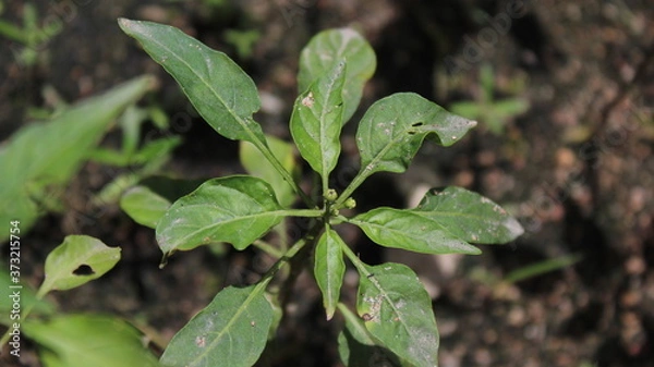Obraz green lizard on a leaf
