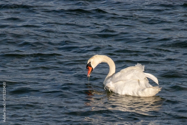 Obraz Swimming swan