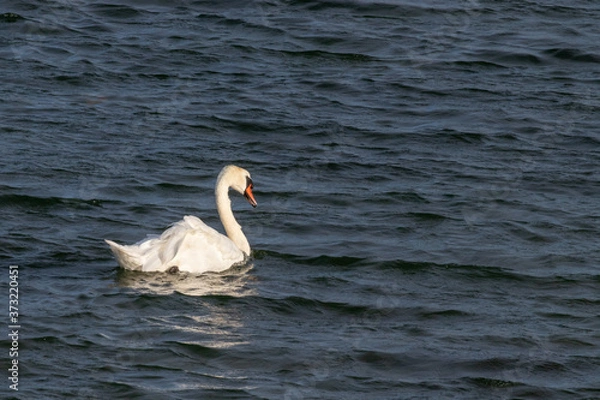 Obraz Swimming swan