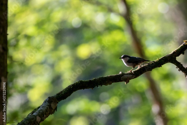 Obraz Nutcracker in the moorning light