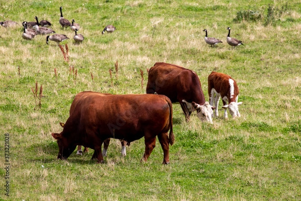 Obraz Cow and  geese