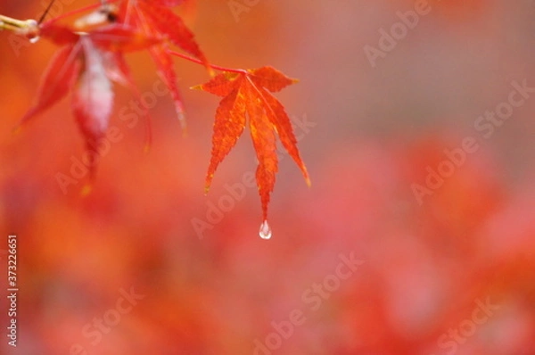 Obraz もみじ　椛　モミジ　紅葉　しずく