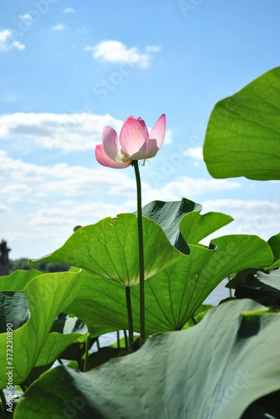 Obraz pink lotus flower