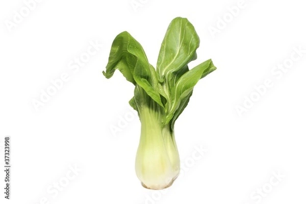 Obraz Chinese cabbage