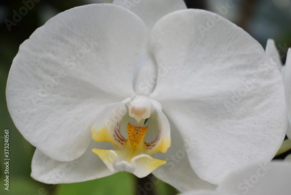 Obraz white orchid flower