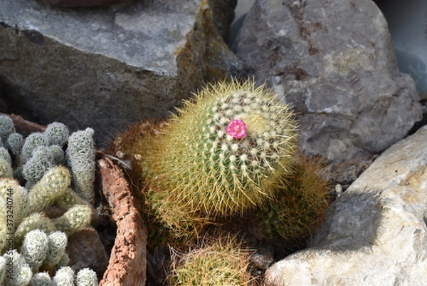 Obraz cactus in the garden