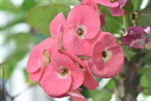 Obraz pink rose flower