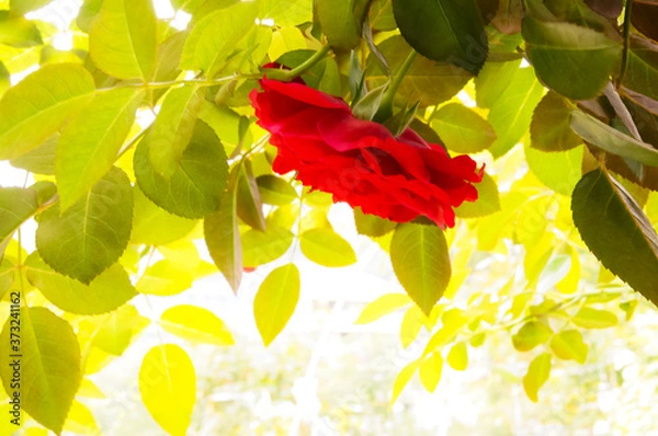 Obraz red and yellow leaves