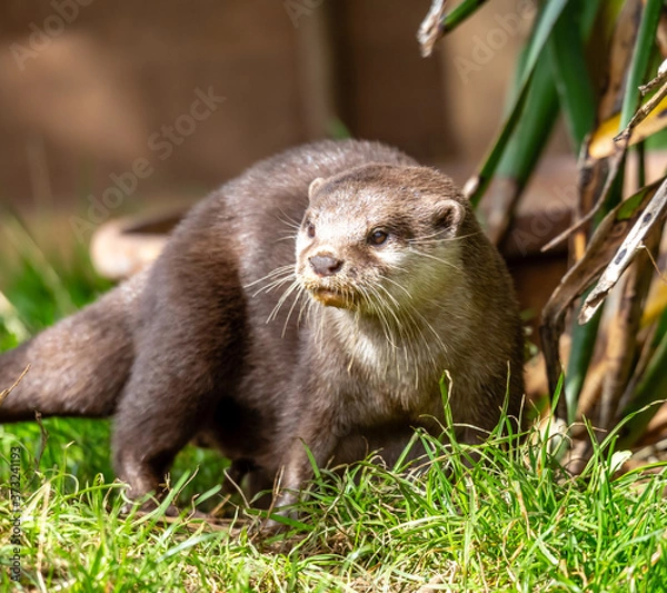 Obraz otter on the grass