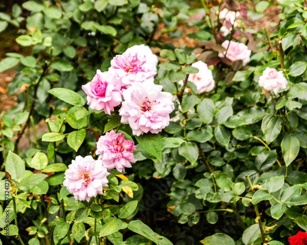 Obraz pink hydrangea flowers
