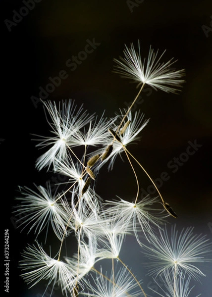 Obraz Lato z dmuchawcami