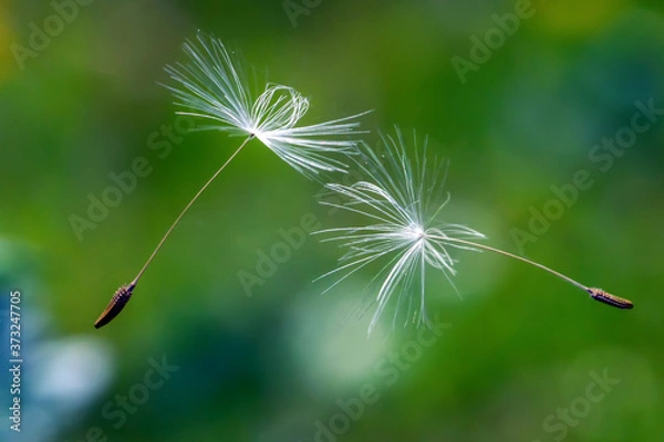 Obraz lato z dmuchawcami