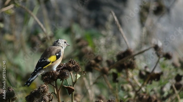 Obraz Goldfinch eating a  thistle