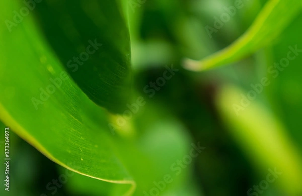 Obraz leaves lines with green background