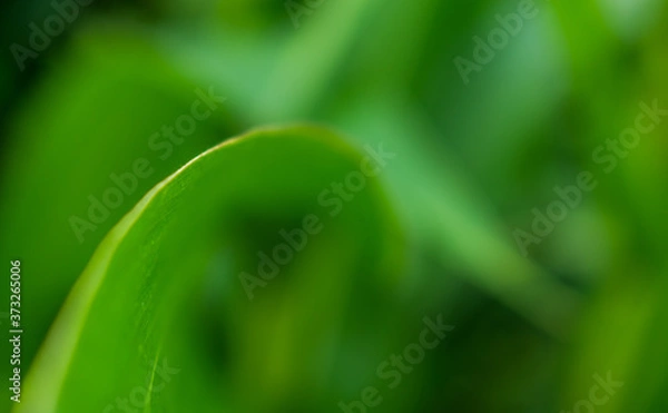 Obraz Leave close up view texture