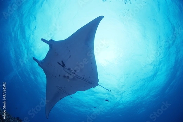Fototapeta 太陽をバックに雄大に泳ぐマンタ