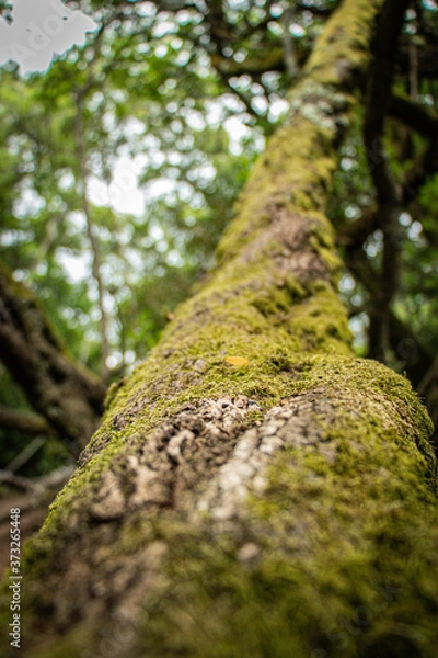 Fototapeta moss on tree
