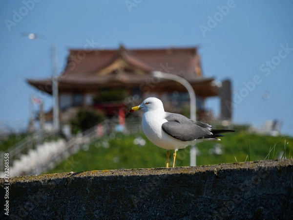 Fototapeta Black-tailed gull at Kabushima,  in Hachinohe, Aomori, Japan.