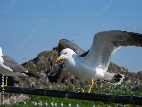 Obraz Black-tailed gull at Kabushima,  in Hachinohe, Aomori, Japan.