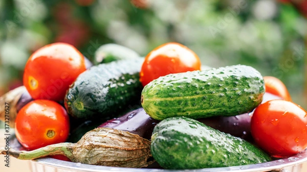 Fototapeta Autumn harvest of vegetables. eggplants, cucumbers, peppers, tomatoes on a blurred background. Autumn time.