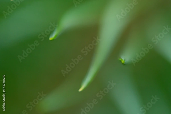 Fototapeta Macro floral background. Macro green pine tree needles background. Pine cone and green pine needles. Beautiful macro wallpaper. Soft focus abstract nature pattern. 