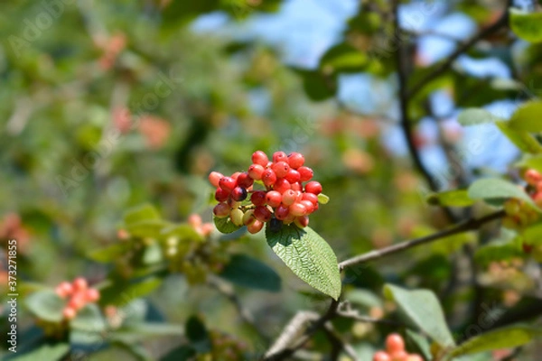 Obraz Wayfaring tree