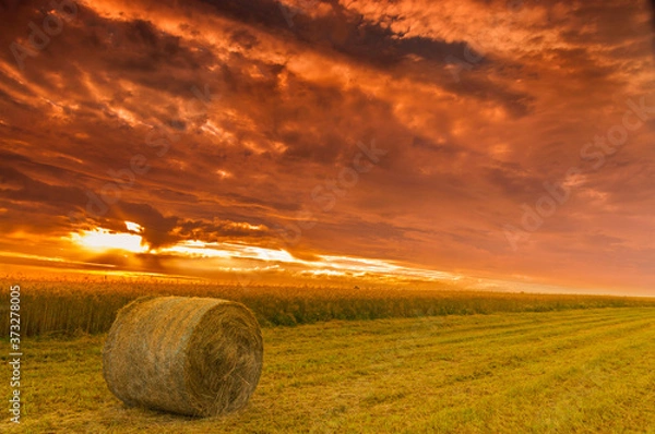 Obraz bela siana na tle zachodzącego s słońca