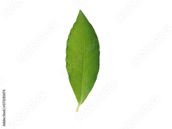 Fototapeta Leaf samples from nature in Thailand.