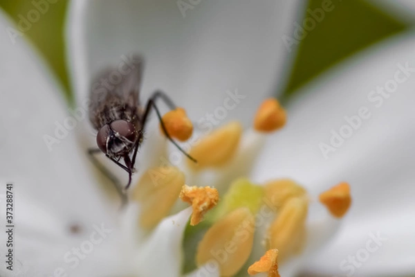 Fototapeta Fly insect macro photography