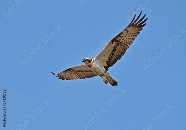 Fototapeta osprey hawk flying in the sky