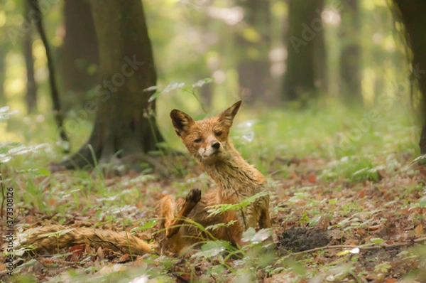 Obraz Zmokły lis drapiący się lesie