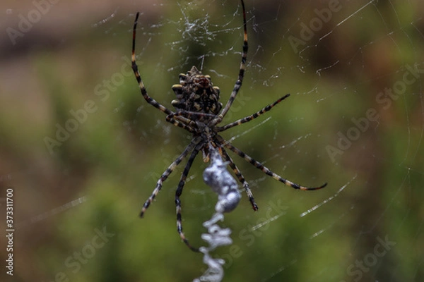 Fototapeta Spider