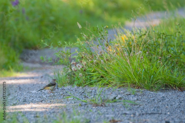 Obraz pliszka żółta