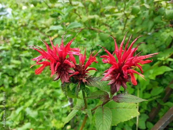 Fototapeta Photo of a blooming double monarda. Oswego tea. 
