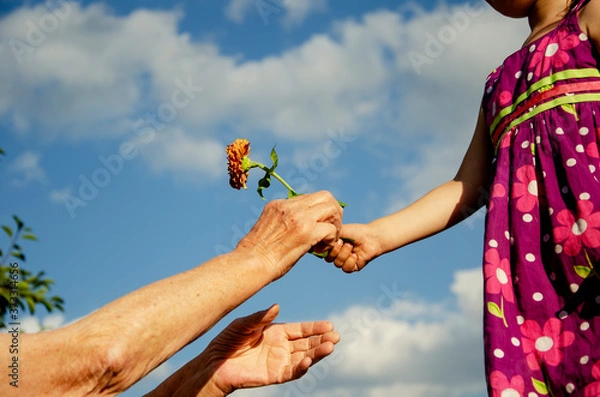Fototapeta A child gives a flower to an old grandmother. The granddaughter gives a flower to her old grandmother. The child's gratitude to the elders. Flower in an old and child's hand close-up. Care and love 