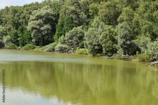 Obraz trees on the lake