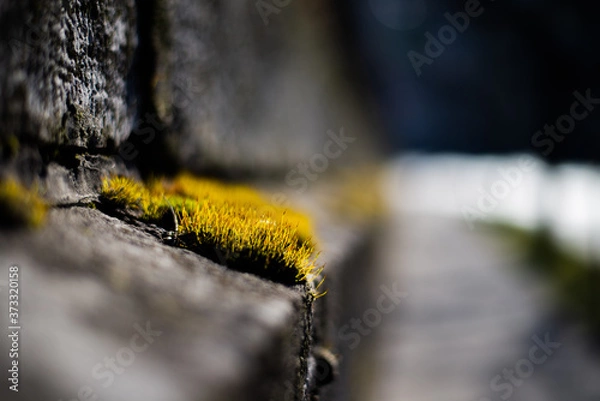 Obraz Moss on a Stone