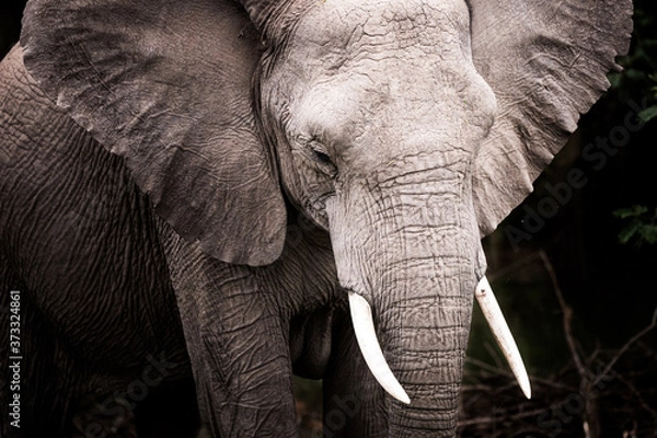 Fototapeta A dramatic portrait image of an elephant on safari in South Africa.