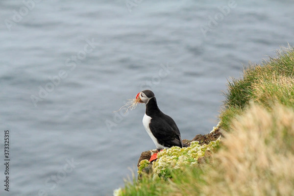 Fototapeta Atlantic Puffin posing at the Shore of Latrabjarg, Iceland