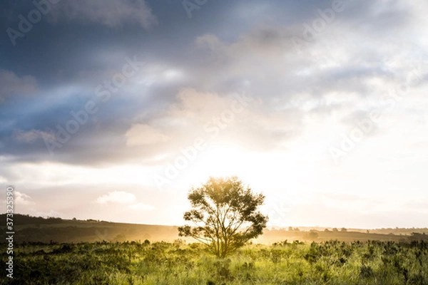Fototapeta Bushes in fynbos against a dramatic sky at sunset in the backlight in South Africa