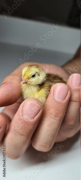 Obraz feeding the fish