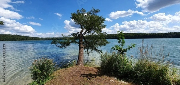 Obraz lake and forest