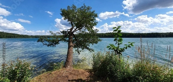 Obraz lake and forest