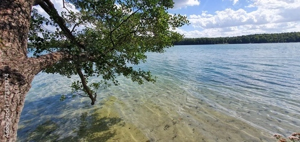Obraz lake in the forest