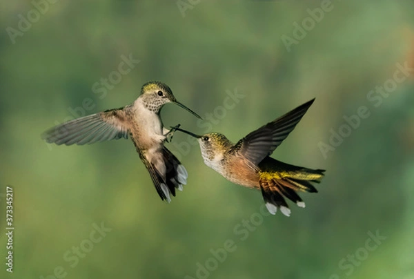 Obraz En Garde - Two female broad-tailED hummingbirds appear to be fencing in midair and one appears to have gotten the point. Silverthorne, Colorado