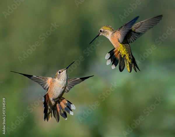 Obraz Hummingbird Hug – Two female broad-tailed hummingbirds appear to get ready for a hug. Silverthorne, Colorado. 
