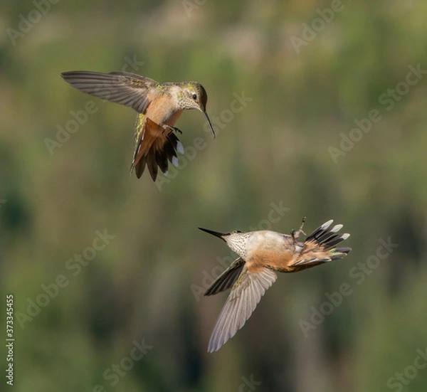 Obraz Upside Down Roll Over Attack - A broad-tailed hummingbird does an upside down roll over maneuver from underneath to attack the broad-tailed hummingbird guarding its territory.