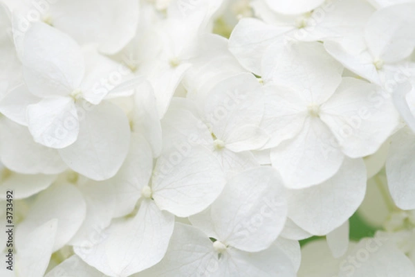 Fototapeta Background of white hydrangea