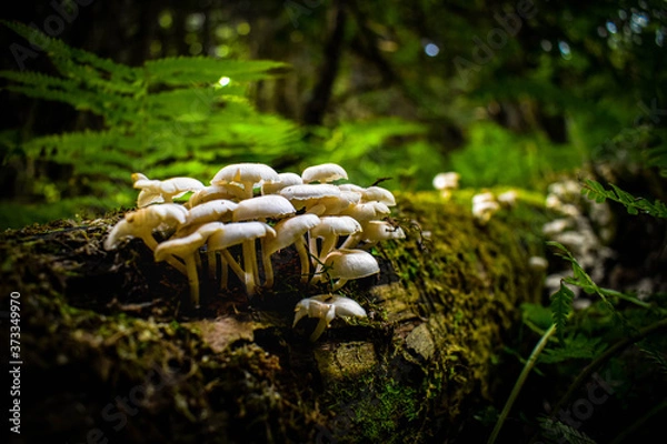 Fototapeta mushroom on the tree